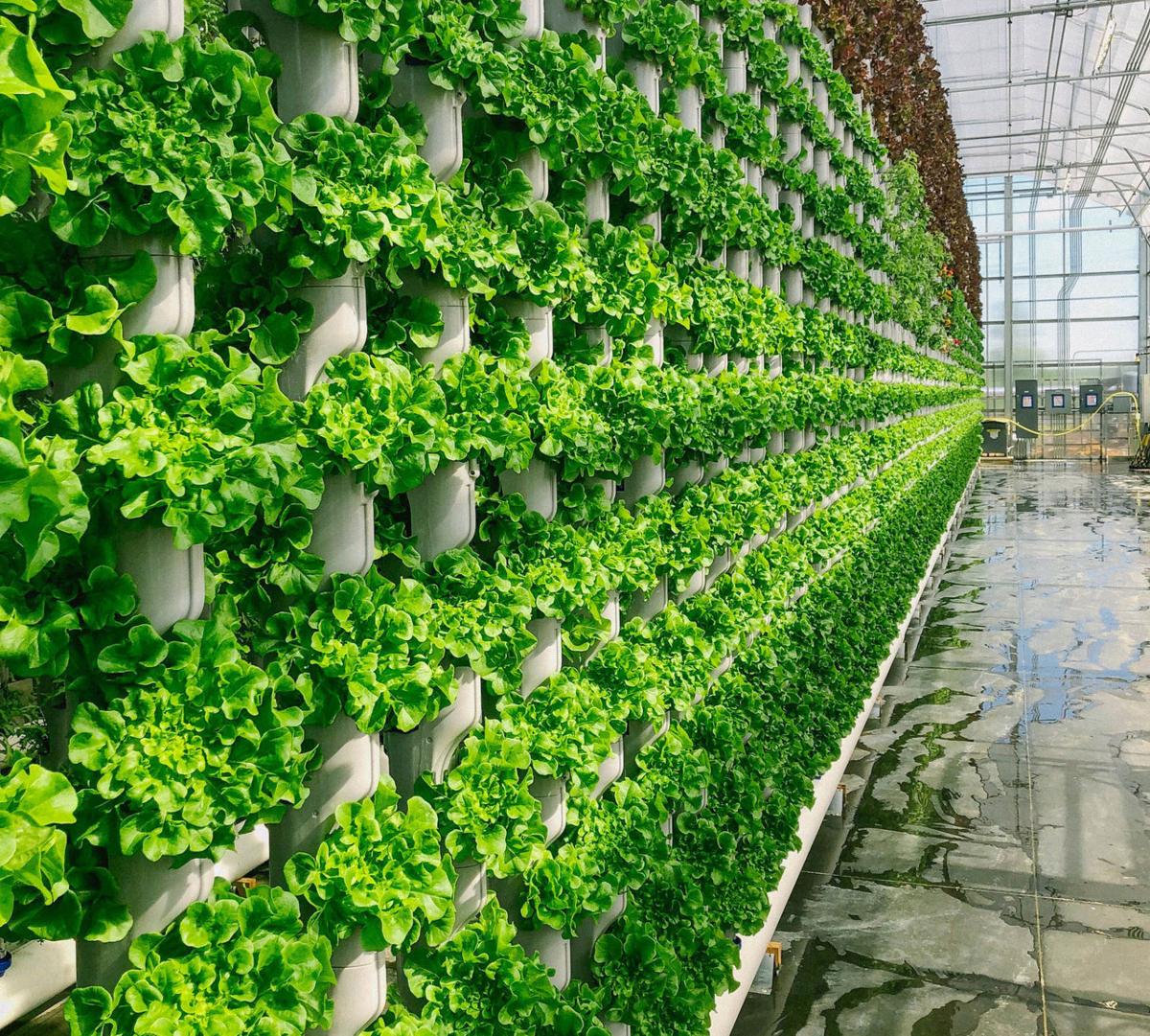 led vertical farming - e rotek resources sdn. bhd.